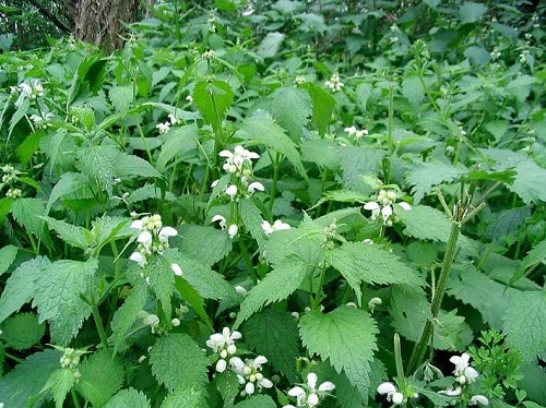 Urzică verde