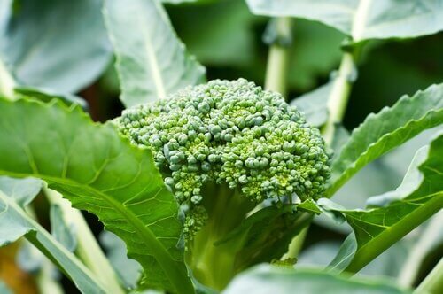 Multe persoane consumă doar buchețelele de broccoli