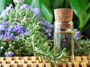 Beneficiile rozmarinului – utilizări medicinale și culinare