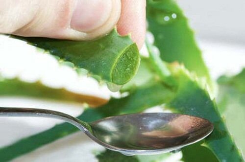 Aloe vera folosit ca tratament pentru vergeturi