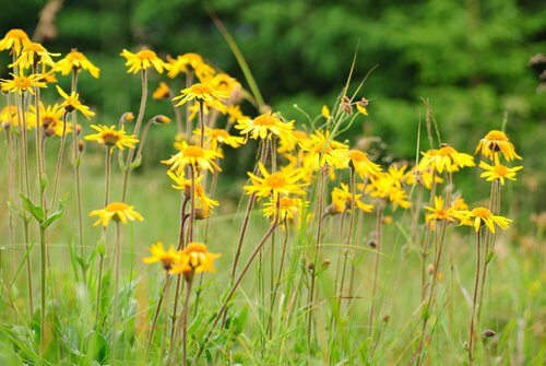 Arnica ameliorează iritațiile vaginale