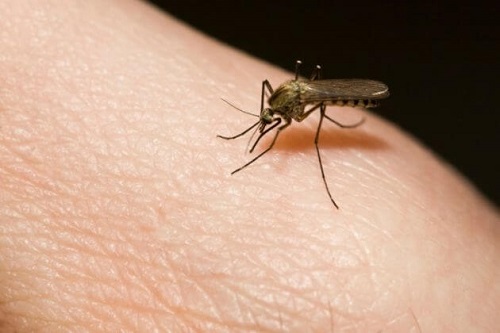 Bicarbonatul de sodiu tratează înțepăturile de insecte