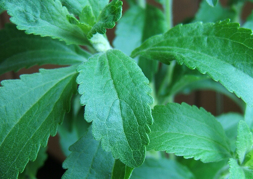 Stevia rebaudiana tratează diabetul de tip II