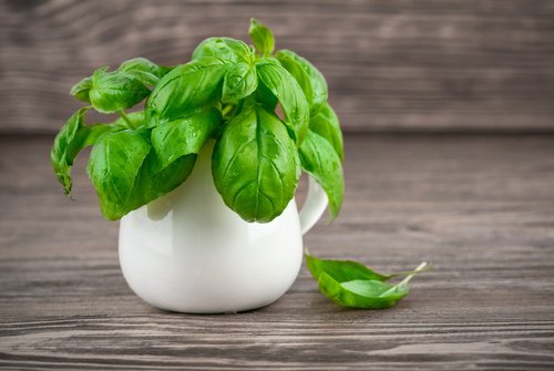 Busuiocul alungă insectele din casă