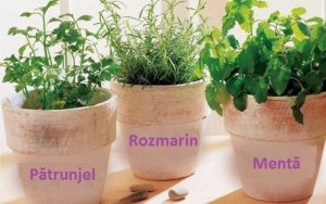 Cum să crești rozmarin, pătrunjel și mentă