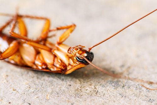 Gândacii de bucătărie sunt printre insectele cele mai detestate