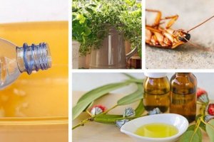 Alungă insectele din casă cu produse naturale