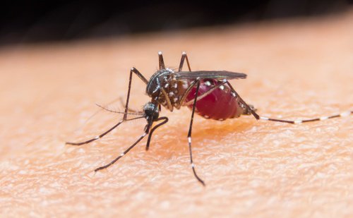 Pericolul virusului Zika și răspândirea acestuia