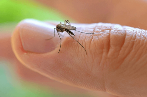 Pericolul virusului Zika – o urgență de sănătate publică