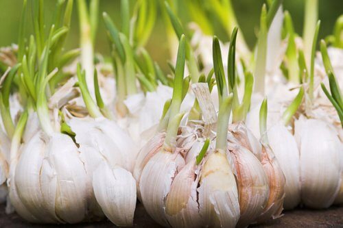 Usturoiul este unul dintre alimentele bogate în flavonoide