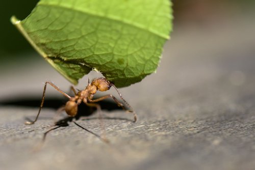 Utilizările surprinzătoare ale lămâii pentru alungarea furnicilor