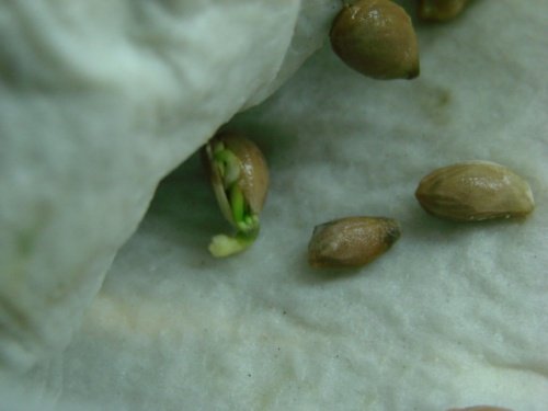 Nu este deloc greu să crești un lămâi din semințe