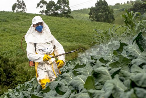 Alimentele tratate cu pesticide îți pun în pericol sănătatea