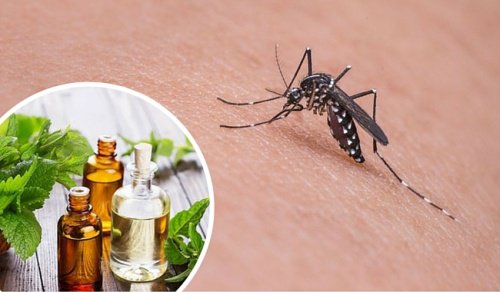 11 plante care alungă țânțarii și metodele de folosire