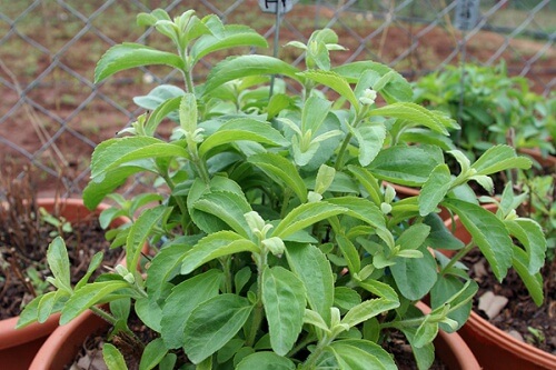 Poți să cultivi stevia acasă în ghiveci