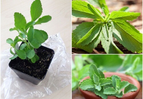 Îndulcitor natural: cum să cultivi stevia acasă