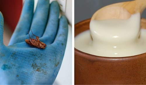 Gândacii de bucătărie: cum să-i elimini definitiv