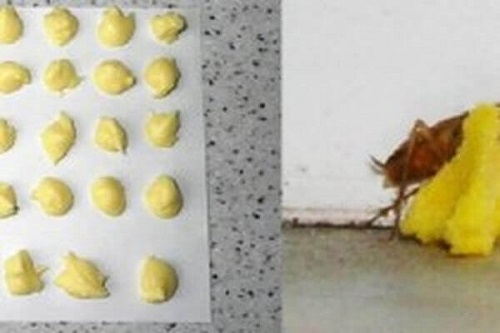 Combinația de ou și acid boric elimină gândacii de bucătărie