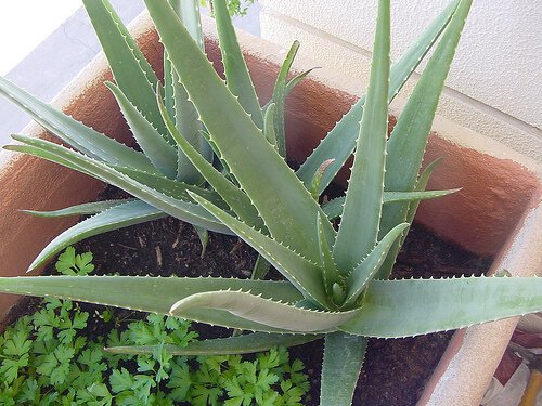 Tratamente naturale pentru părul ars precum aloe vera