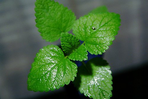 Băutură detoxifiantă cu lămâie și mentă