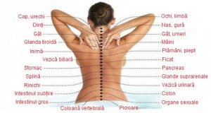 Legătura dintre coloana vertebrală și organele din corp