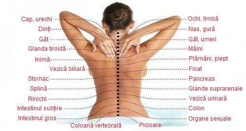 Legătura dintre coloana vertebrală și organele din corp