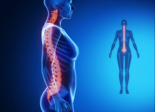 Coloana vertebrală și organele interne influențează sănătatea corpului