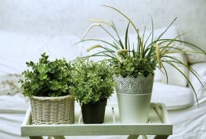Cele mai bune plante pentru dormitor