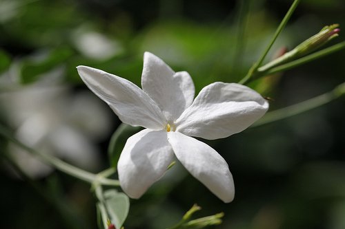 Plante pentru dormitor frumos mirositoare