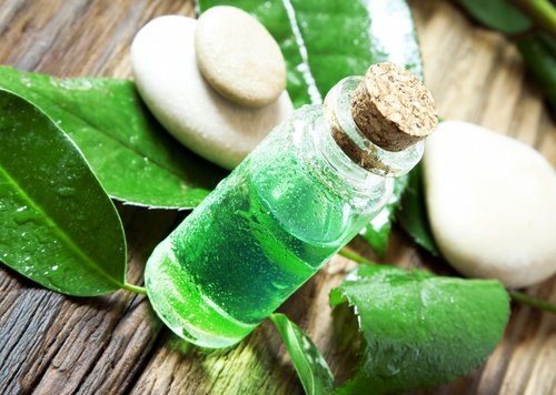 Remedii naturale împotriva păduchilor precum uleiul de arbore de ceai