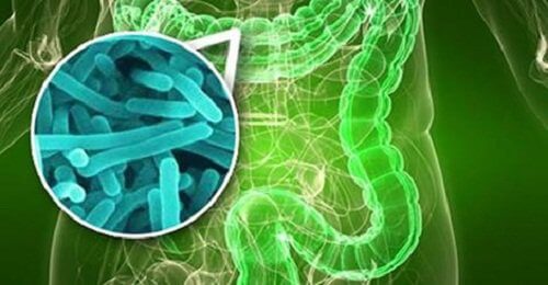 Cum se transmite helicobacter pylori