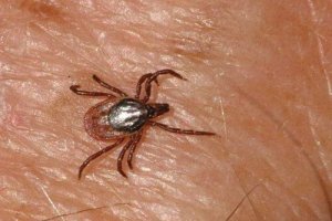 Febra hemoragică Crimeea-Congo a ajuns în Spania