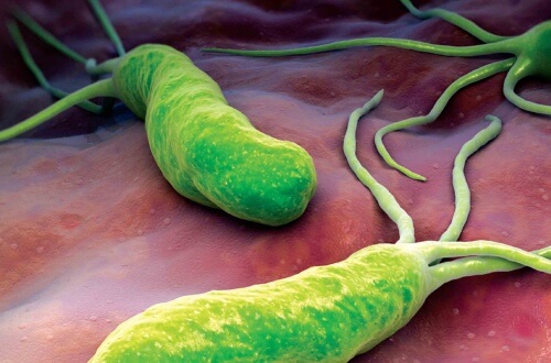 Helicobacter pylori, bacteria care afectează digestia