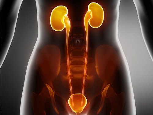 infectiile-tractului-urinar-remedii Infecțiile tractului urinar pot fi tratate cu remedii naturiste