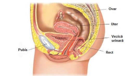 prostate cancer screening urine test plasturi împotriva prostatitei