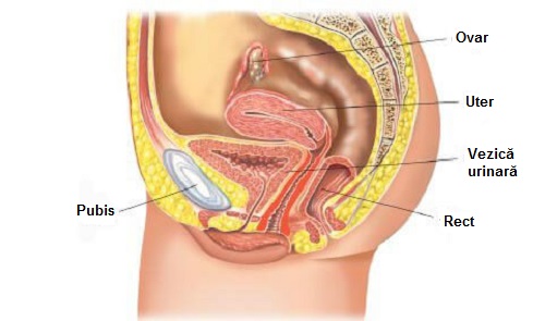 Exercițiile Kegel antrenează mușchii planșeului pelvin