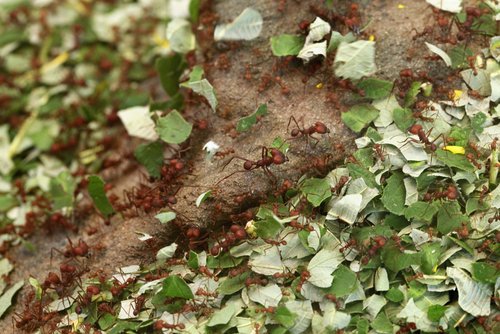 Scorțișoara în grădină alungă insectele