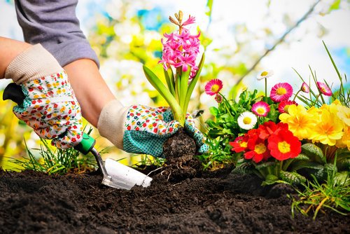 Scorțișoara în grădină la rădăcina plantelor