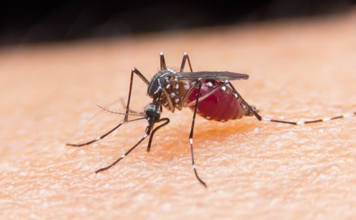 Scapi de țânțari cu 4 trucuri neobișnuite