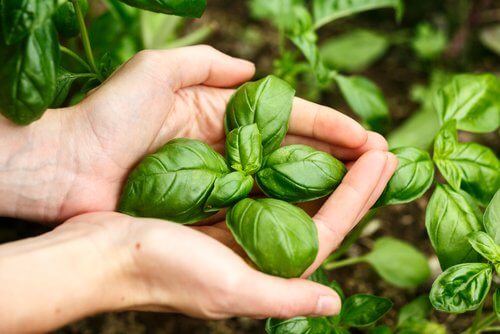 Poți ameliora simptomele produse de vitiligo cu diverse plante