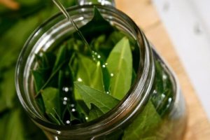 5 beneficii ale uleiului de dafin și prepararea sa