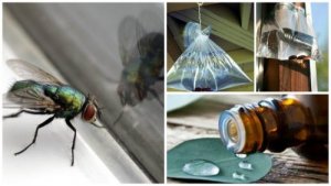 Muștele: 7 soluții naturale pentru a scăpa de ele