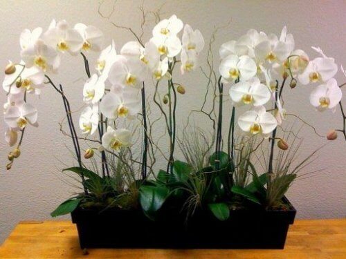 Orhideea ajută la purificarea aerului din locuință
