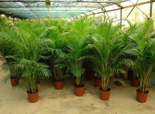Palmierul Areca ajută la purificarea aerului din locuință