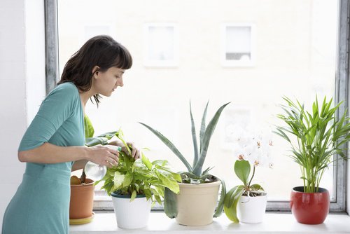 8 plante care ajută la purificarea aerului din locuință