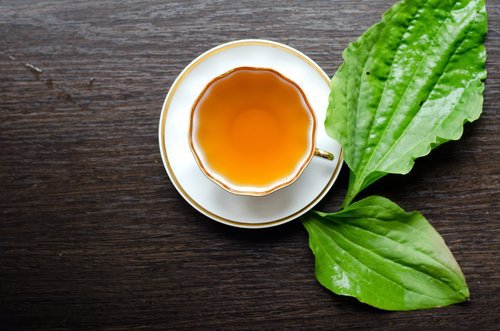 Pătlagina este una dintre cele mai bune plante laxative