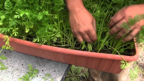 Cum să crești morcovi acasă în ghiveci