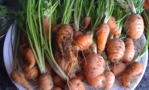 Cum să crești morcovi la tine acasă