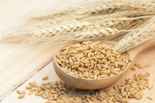 Orzul conține carbohidrați complecși