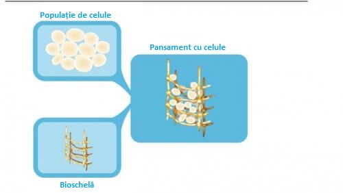 În viitor, rupturile de menisc vor fi tratate cu celule stem